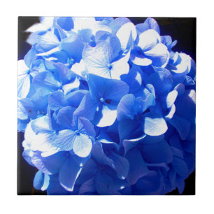 Kobaltblau Blütenblütenelegante Hydrangeas Fliese
