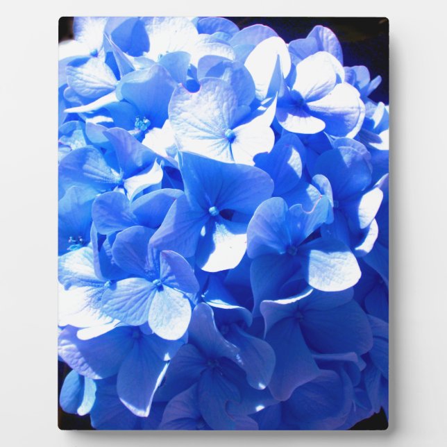 Kobaltblau Blütenblütenelegante Hydrangeas Fotoplatte (Vorderseite)