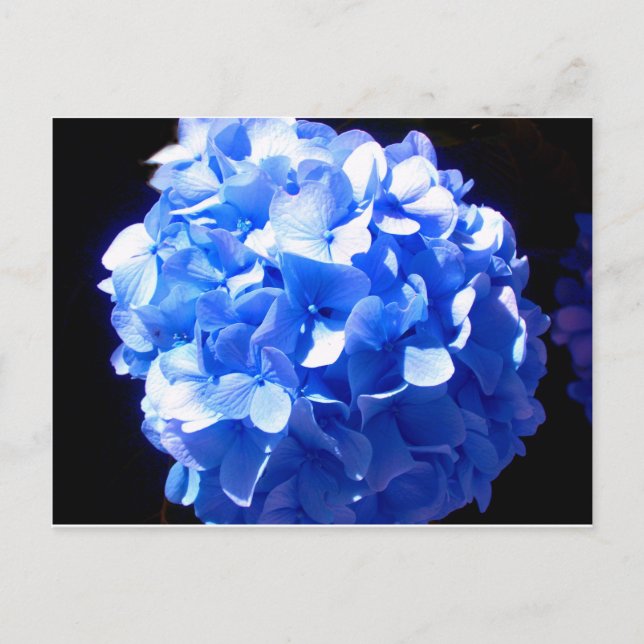 Kobaltblau Blütenblütenelegante Hydrangeas Postkarte (Vorderseite)