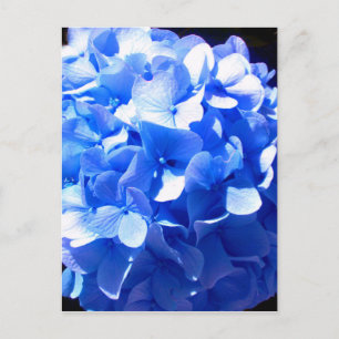 Kobaltblau Blütenblütenelegante Hydrangeas Postkarte