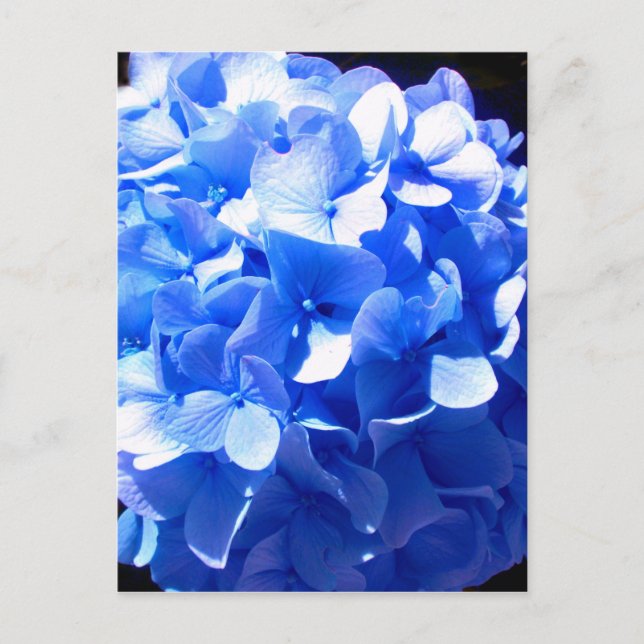Kobaltblau Blütenblütenelegante Hydrangeas Postkarte (Vorderseite)