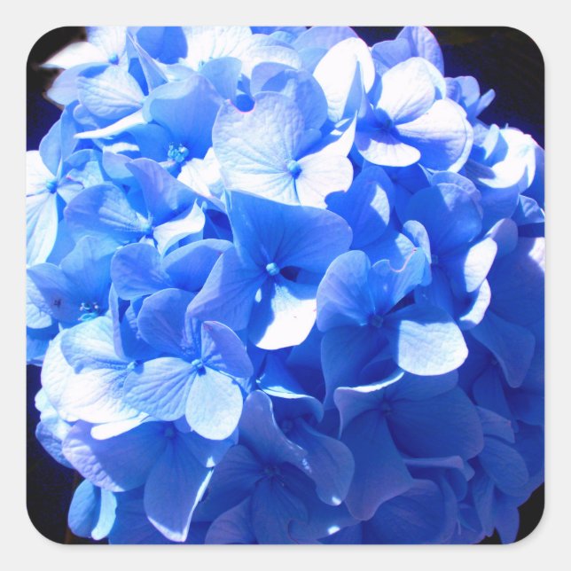 Kobaltblau Blütenblütenelegante Hydrangeas Quadratischer Aufkleber (Vorderseite)
