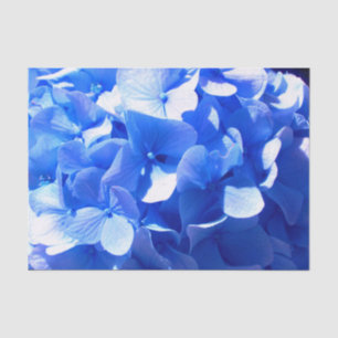 Kobaltblau Blütenblütenelegante Hydrangeas Seidenpapier