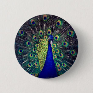 Kobaltblauer Pfau Button