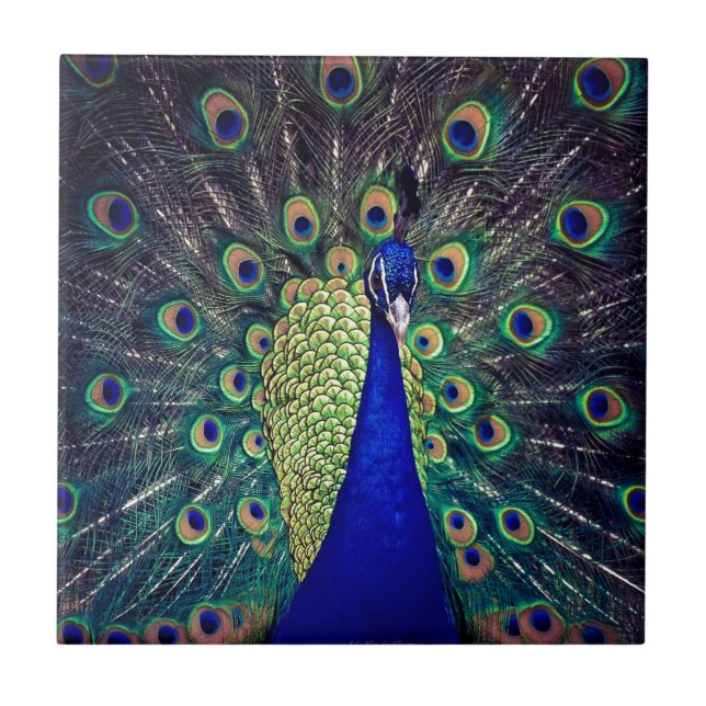 Kobaltblauer Pfau Fliese (Vorderseite)