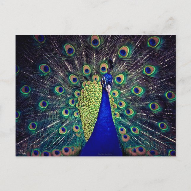 Kobaltblauer Pfau Postkarte (Vorderseite)