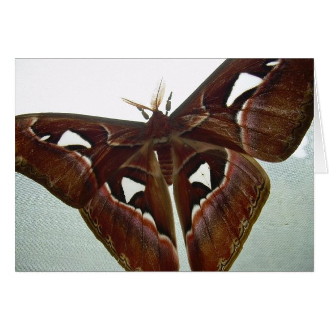 Kobra-Motte (Vorderseite (Horizontal))