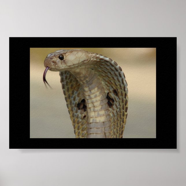 KOBRA POSTER (Vorne)