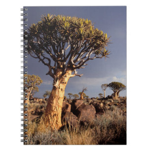 Köcherbäume (Aloe Dichotoma) Notizblock