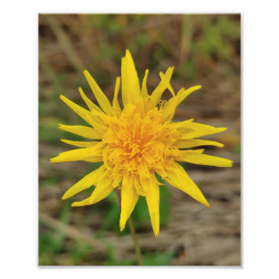 Kodak Beruflich Foto Paper (Satin) Foto Enlar