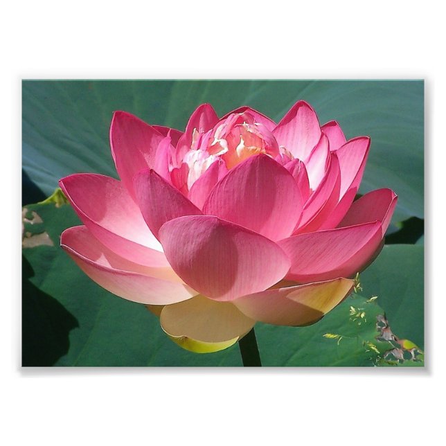 KODAK Print Pink Lotus Fotodruck (Vorne)