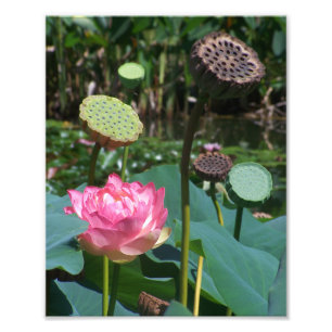 KODAK Print Pink Lotus & Pods Fotodruck