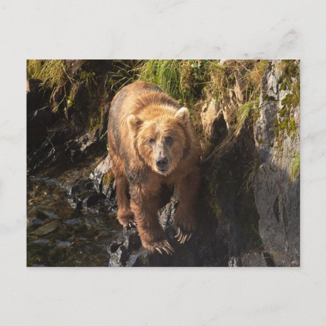 Kodiak-Bär am Frazer-Bären-Aussichtspunkt Postkarte (Vorderseite)