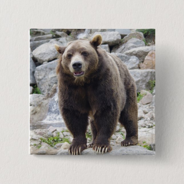 Kodiak Bär Button (Vorderseite)