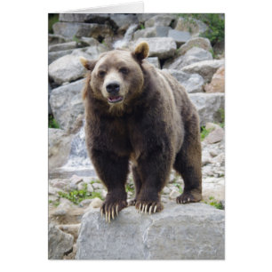Kodiak Bär Stehend auf einem Felsen