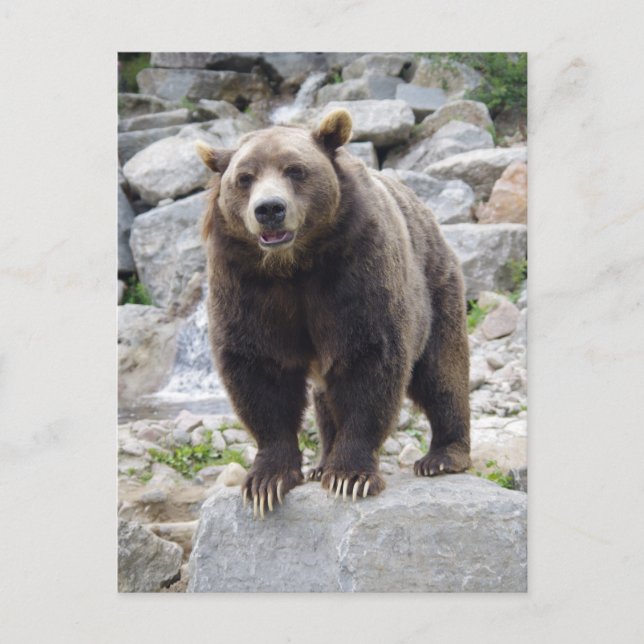 Kodiak-Bär Stehend auf einem Felsen Postkarte (Vorderseite)
