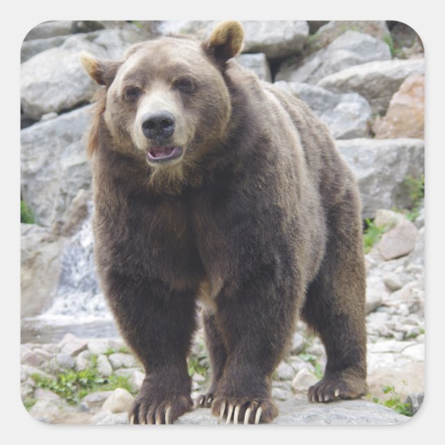 Kodiak-Bär Stehend auf einem Felsen Quadratischer Aufkleber (Vorderseite)