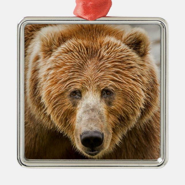Kodiak Bear Face - Wild Alaska Ornament Aus Metall (Vorne)