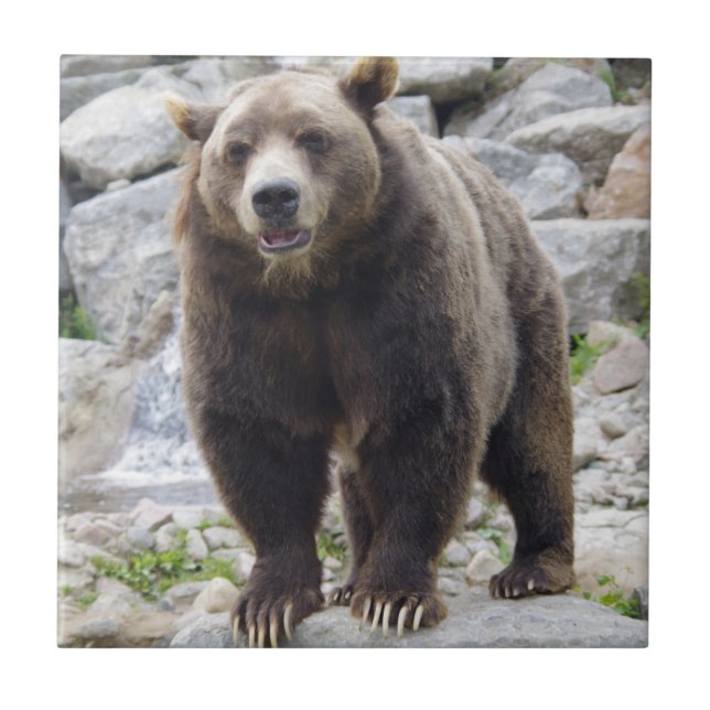Kodiak Bear Fliese (Vorderseite)