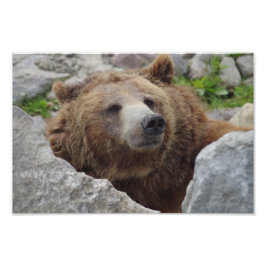 Kodiak Bear Fotodruck