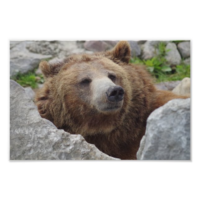 Kodiak Bear Fotodruck (Vorne)