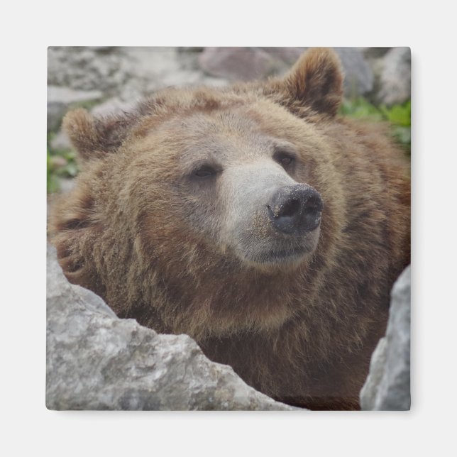 Kodiak Bear Magnet (Vorne)