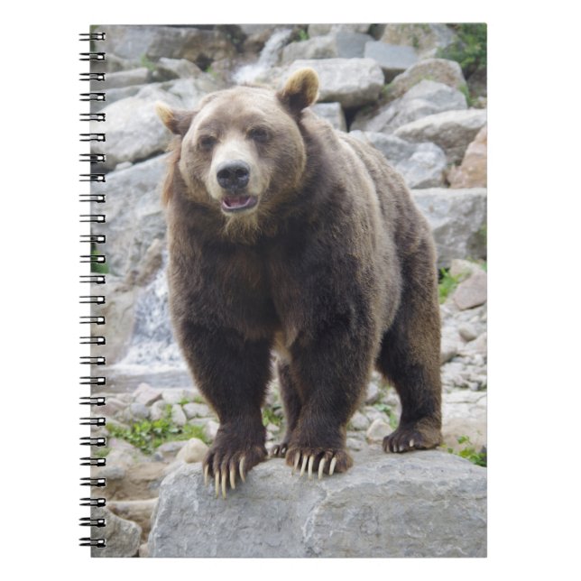 Kodiak Bear Notizblock (Vorderseite)