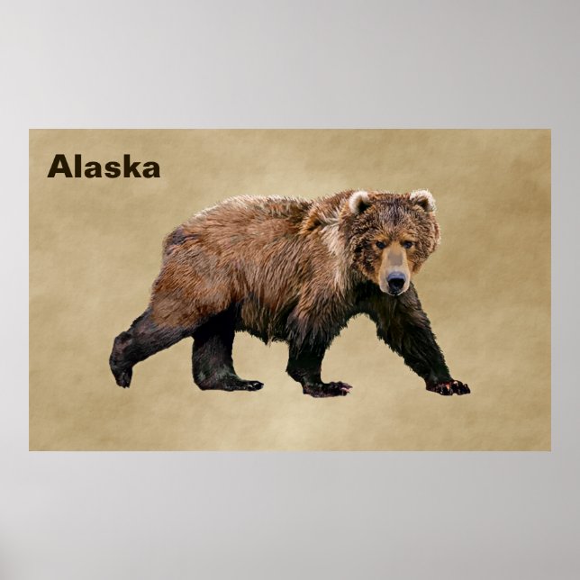 Kodiak Bear Poster (Vorne)