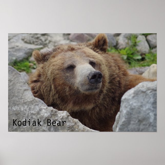 Kodiak Bear Poster (Vorne)