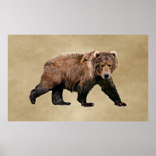 Kodiak Bear Poster (Vorne)