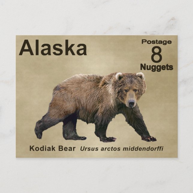 Kodiak Bear Postkarte (Vorderseite)