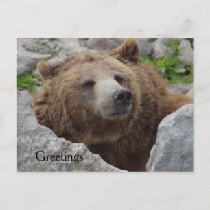 Kodiak Bear Postkarte