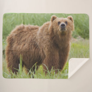 KODIAK BEAR SHERPADECKE