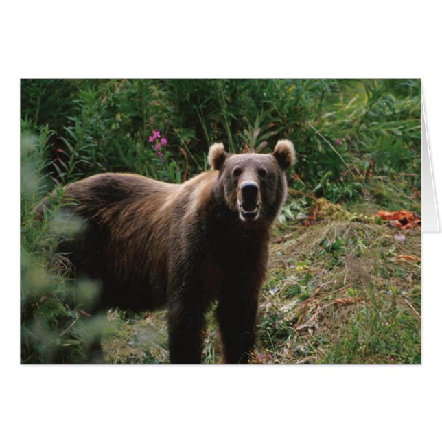Kodiak Brown Bear (Vorderseite (Horizontal))
