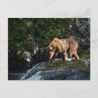 Kodiak Brown Bear Looking For Salmon Postkarte