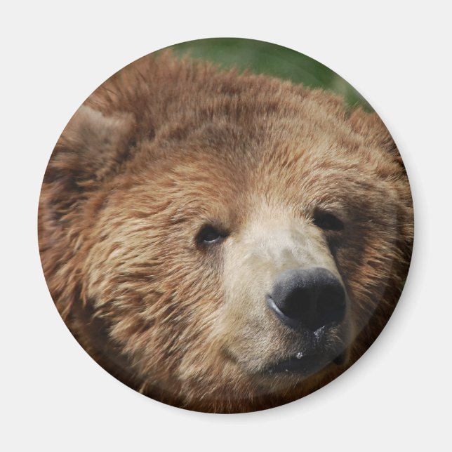 Kodiak Brown Bear Magnet (Vorne)