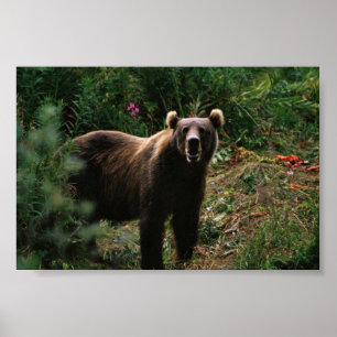 Kodiak Brown Bear Poster