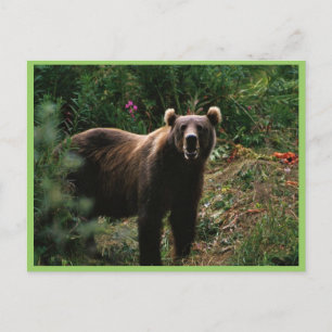 Kodiak Brown Bear Postkarte