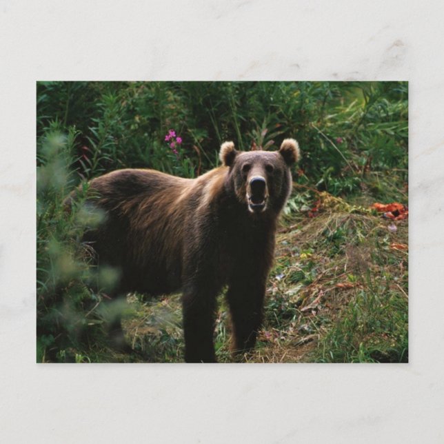 Kodiak Brown Bear Postkarte (Vorderseite)