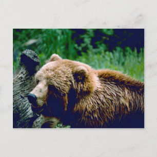 Kodiak Brown Bear Postkarte