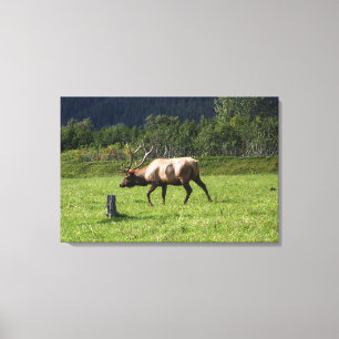 Kodiak, Elk Outdoor Foto Alaska Extravagant Leinwanddruck