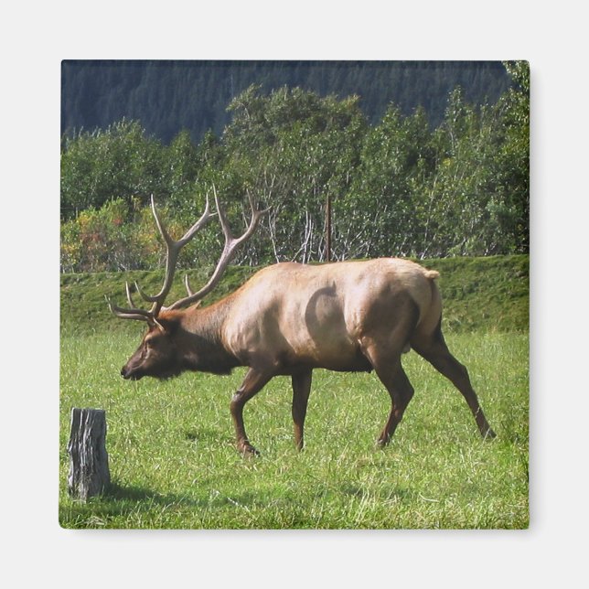 Kodiak, Elk Outdoor Foto Alaska Magnet (Vorne)