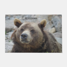 Kodiakbär-Porträtfoto mit Nahaufnahme des Gesichts