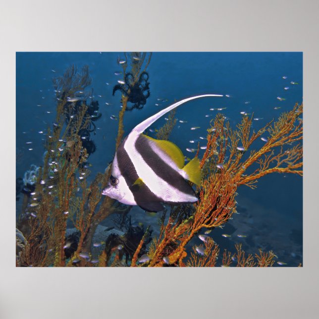 Koh Lipe Bannerfish Poster (Vorne)