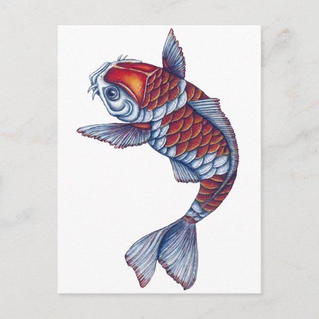 Kohaku Koi Fish Postkarte (Vorderseite)