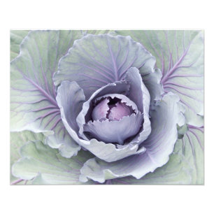 Kohl-Foto-Druck Fotodruck