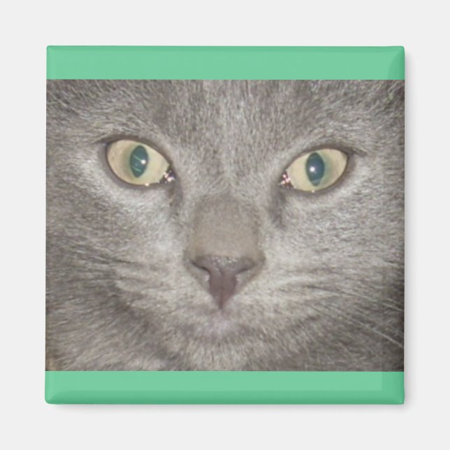 Kohl Gray Kitty Face Magnet (Vorne)