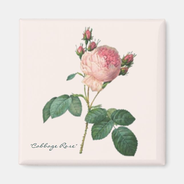 Kohl-Rose Botanische Printwerbung Magnet (Vorne)