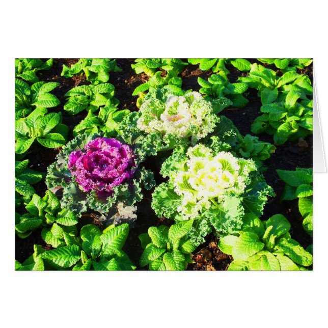 Kohl und Primulas (Vorderseite (Horizontal))