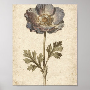 Kohle-Anemone Botanische Blumenkunst Poster